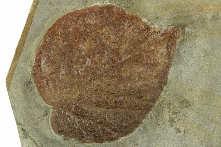 Fossil Leaf (Davidia) - Montana #271027